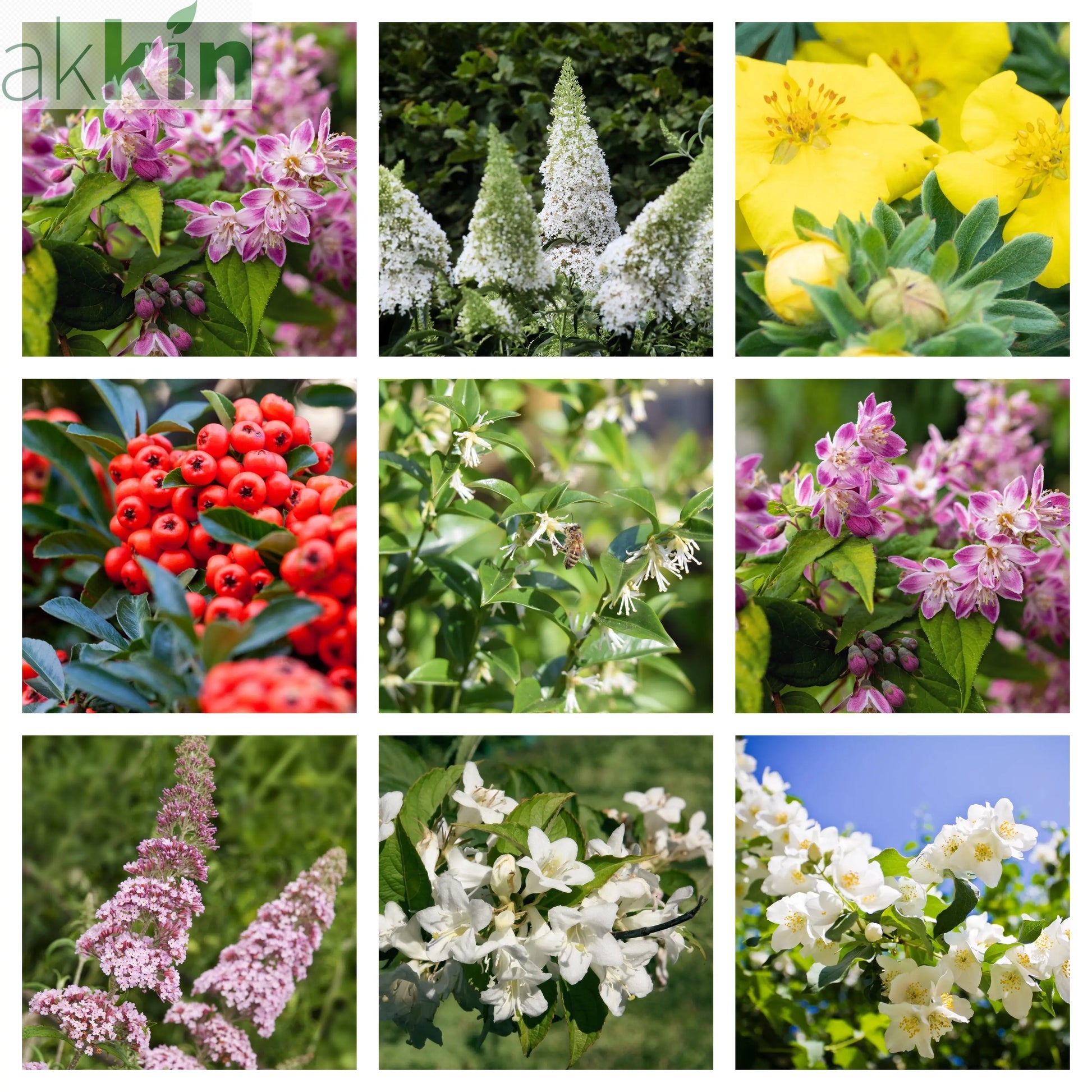 5 Shrubs Attractive to Butterflies, Bees & Other Pollinators One Click Plants