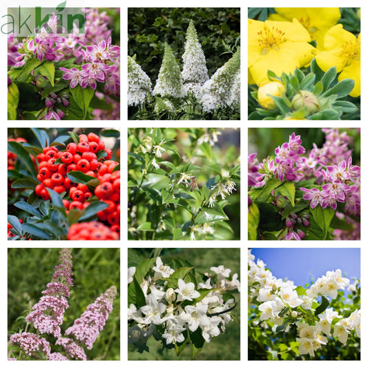 5 Shrubs Attractive to Butterflies, Bees & Other Pollinators One Click Plants