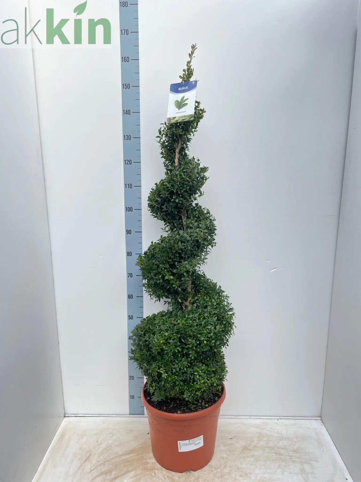 Buxus Spiral 1.4-1.5m | Buxus sempervirens Topiary | Box Spiral One Click Plants