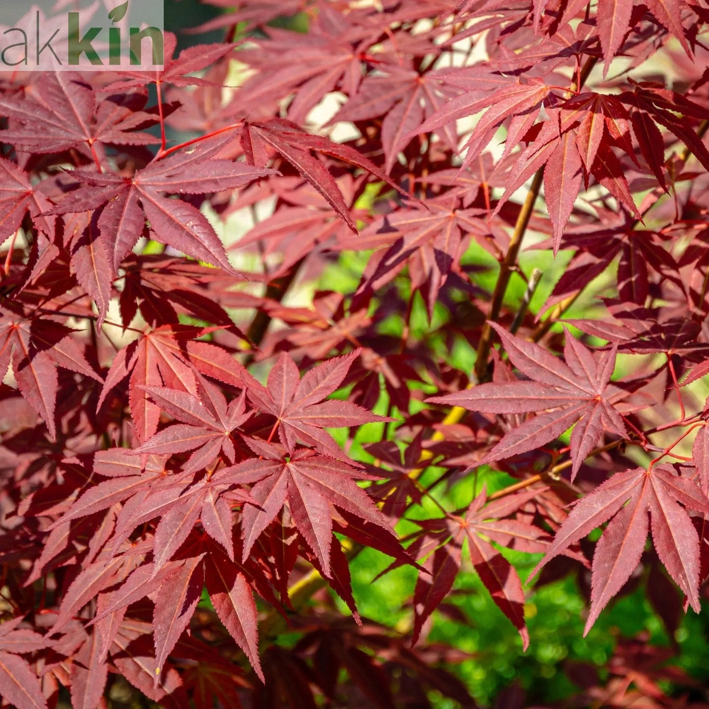 Acer palmatum 'Atropurpureum' One Click Plants
