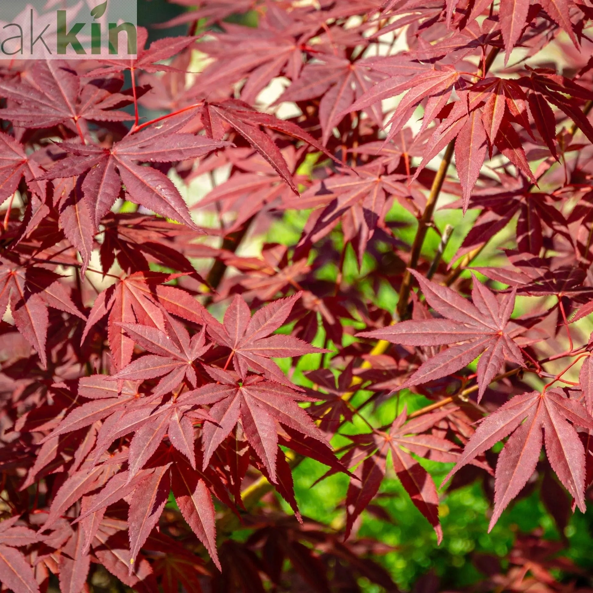 Acer palmatum 'Atropurpureum' One Click Plants