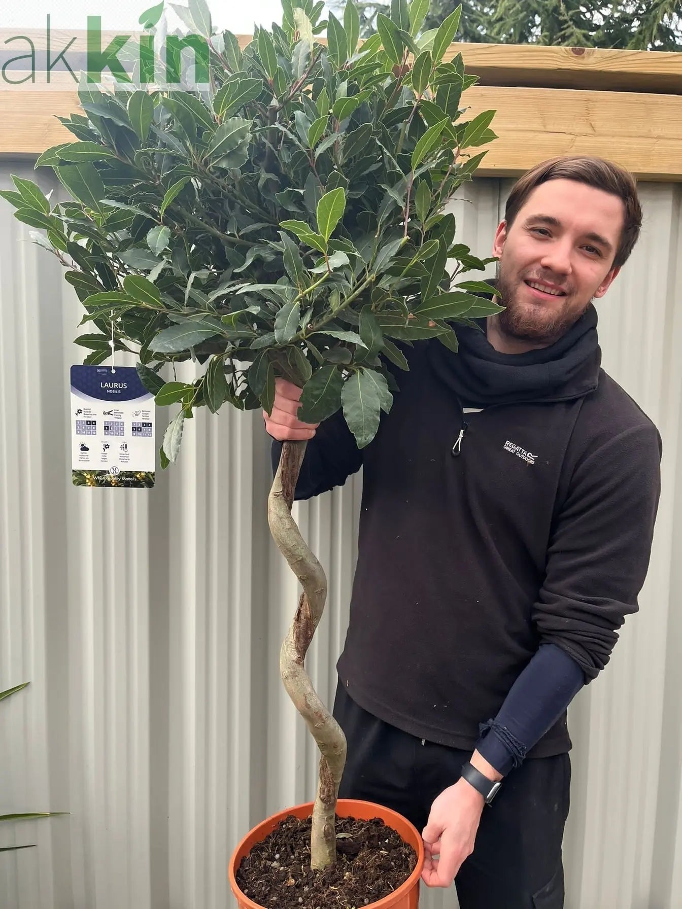 4ft / 5ft Spiral Stem Standard Bay Tree | Laurus nobilis | 110-120cm, 130-150cm One Click Plants