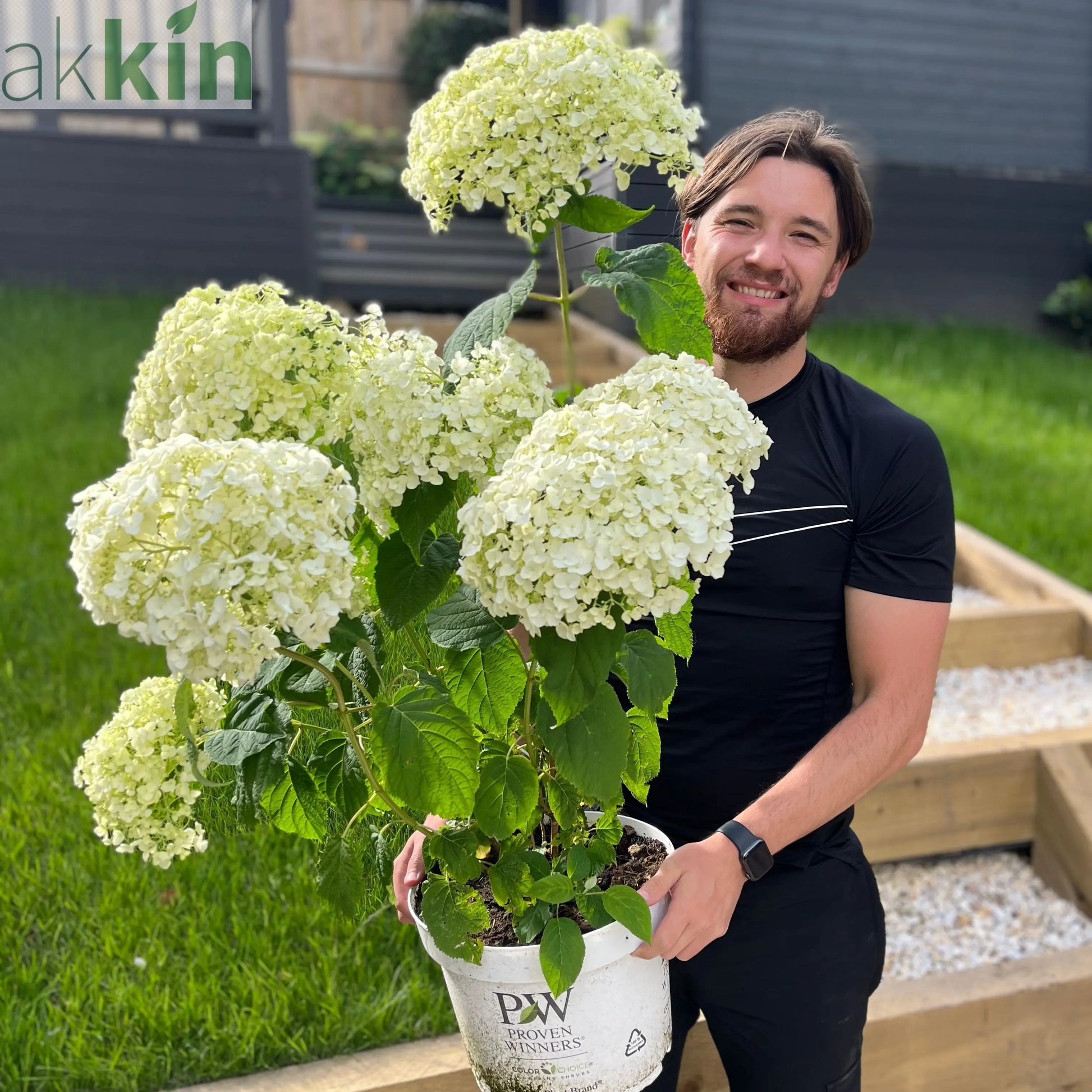 Hydrangea arborescens 'Incrediball' / 'Strong Annabelle' 3L / 5L / 7.5L / 10L / 20L One Click Plants