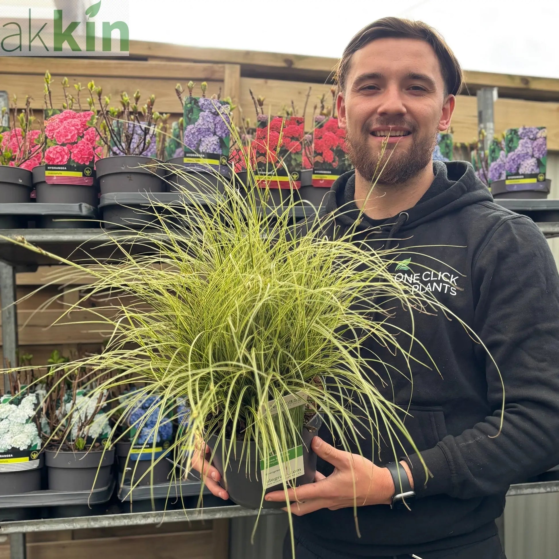 Carex brunnea 'Variegata' 3L One Click Plants
