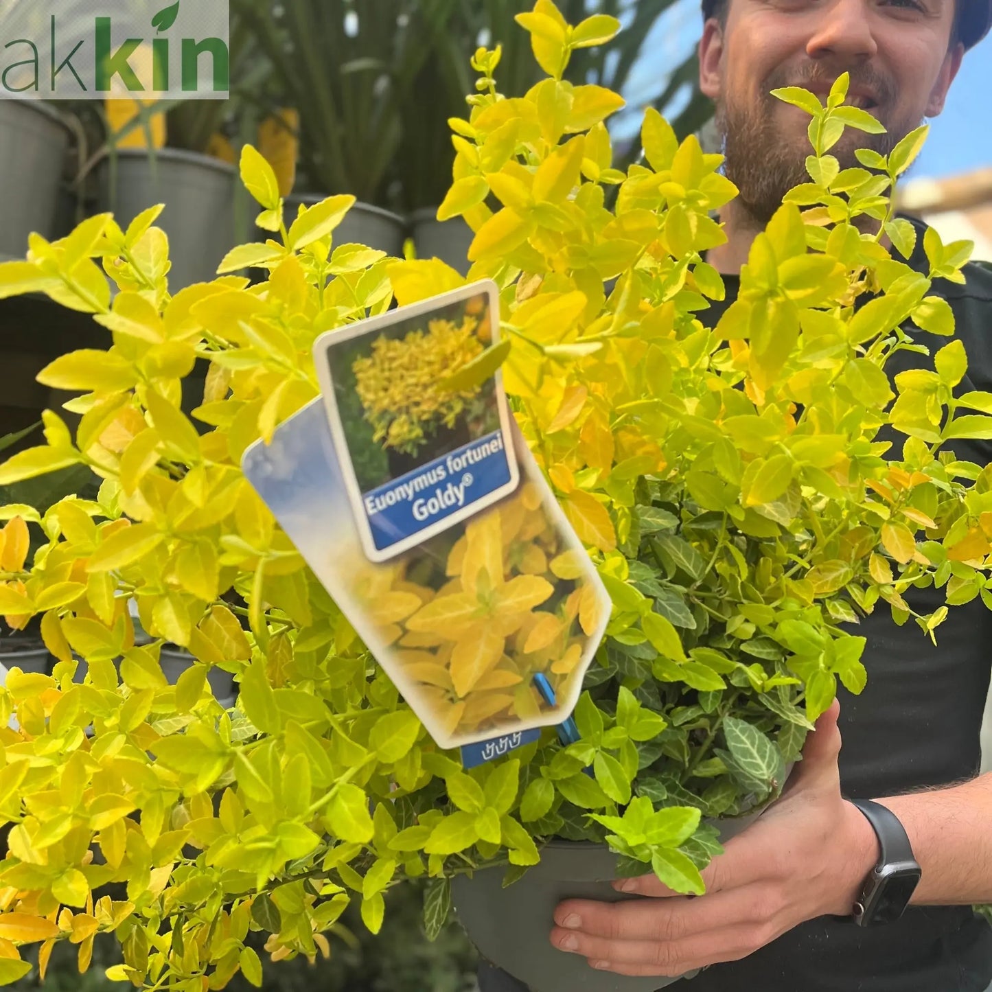 Euonymus fortunei 'Goldy' 5L One Click Plants