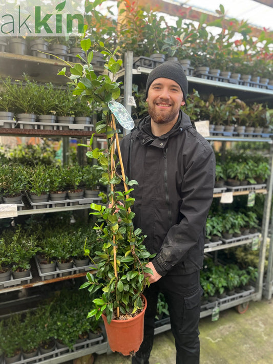 Trachelospermum jasminoides | Evergreen Star Jasmine Cone One Click Plants