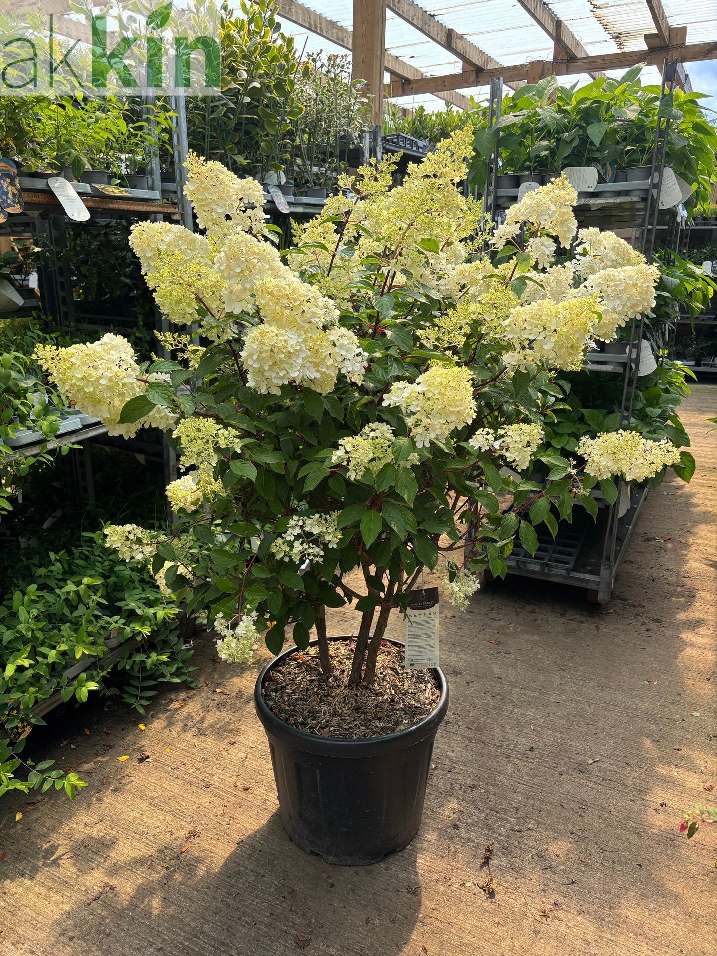 Hydrangea paniculata 'Vanille Fraise' 9cm / 2L / 3L One Click Plants