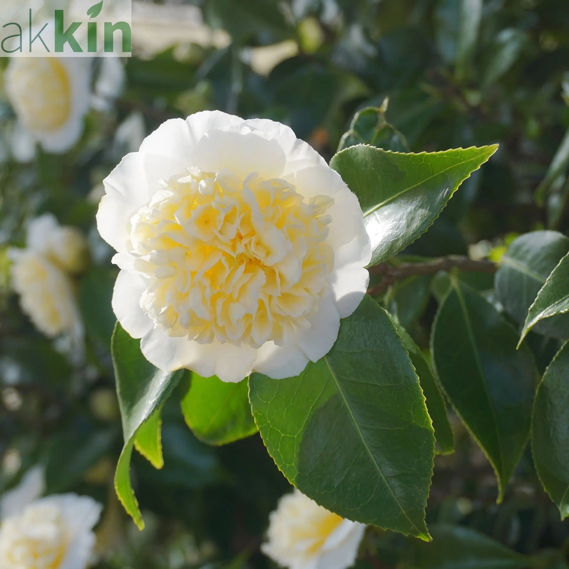 Camellia japonica 'Nobilissima' 9cm, 20-30cm height One Click Plants