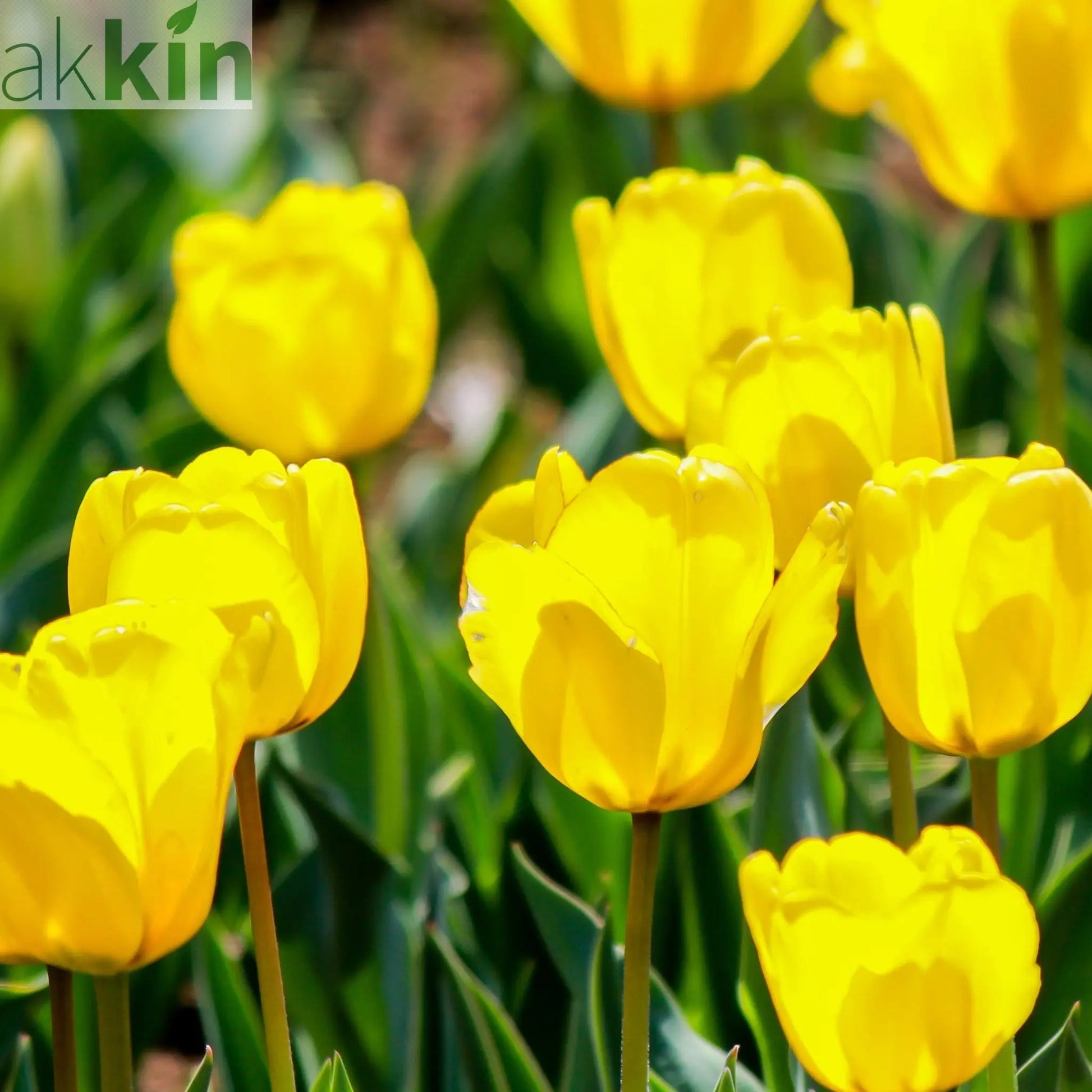 Tulip 'Candela' (4 Bulbs) One Click Plants