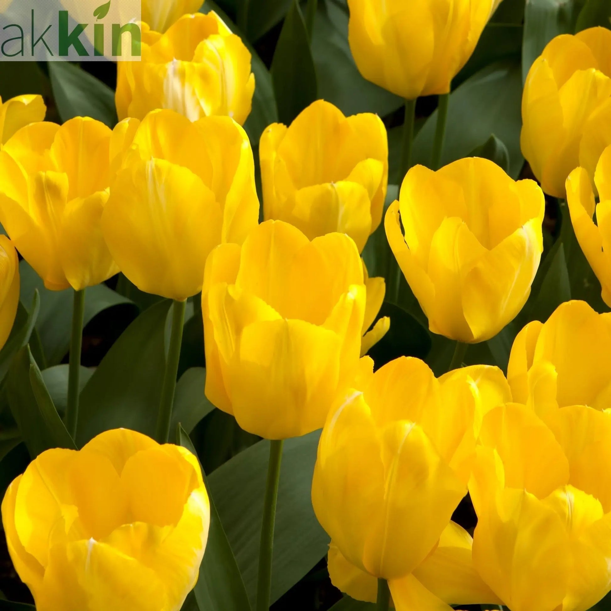 Tulip 'Candela' (4 Bulbs) One Click Plants