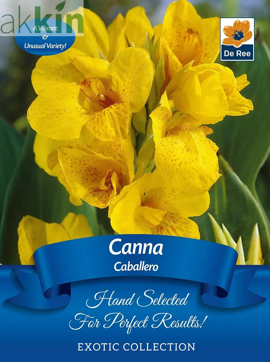 Canna 'Caballero' | Exotic Collection | 1 Bulb One Click Plants