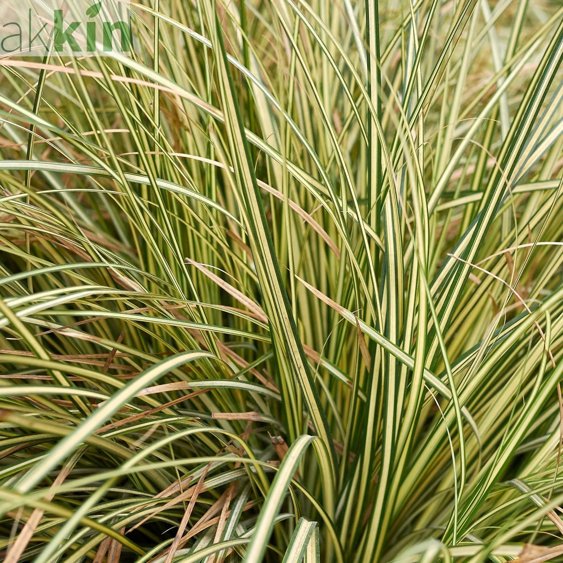 Carex oshimensis 'Evergold' Grass 8cm / 1L / 2L / 3L One Click Plants