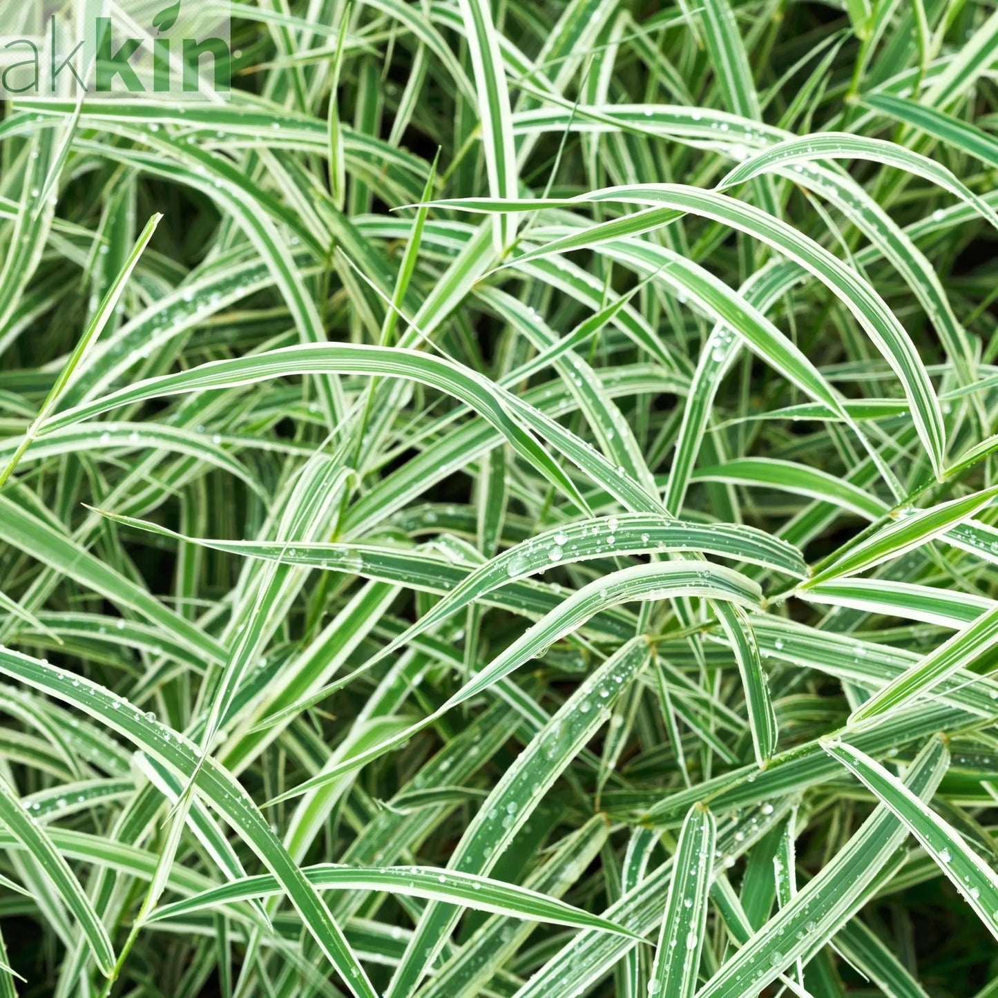 Carex - Everest | Ornamental Grass 9cm / 1L / 2L One Click Plants