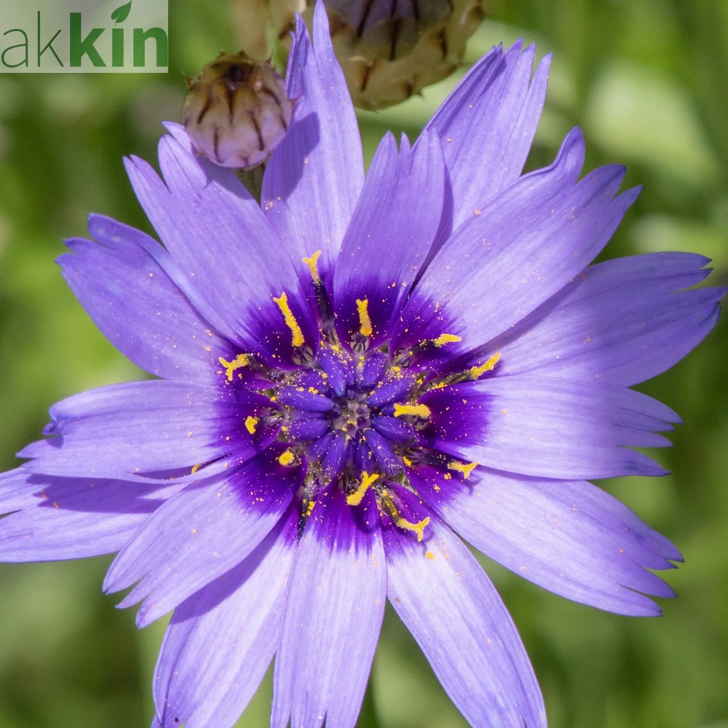 Catananche caerulea 9cm/2L One Click Plants