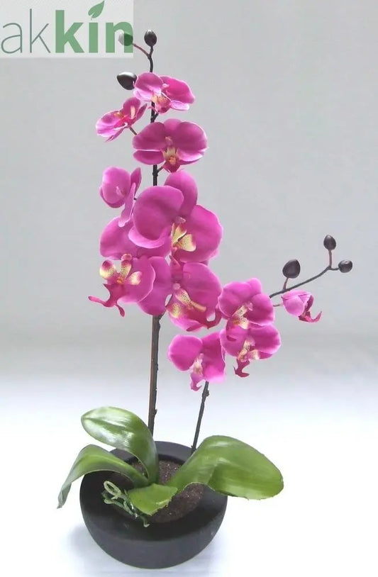 Cerise Orchid in Bowl AK Kin Garden Supplies