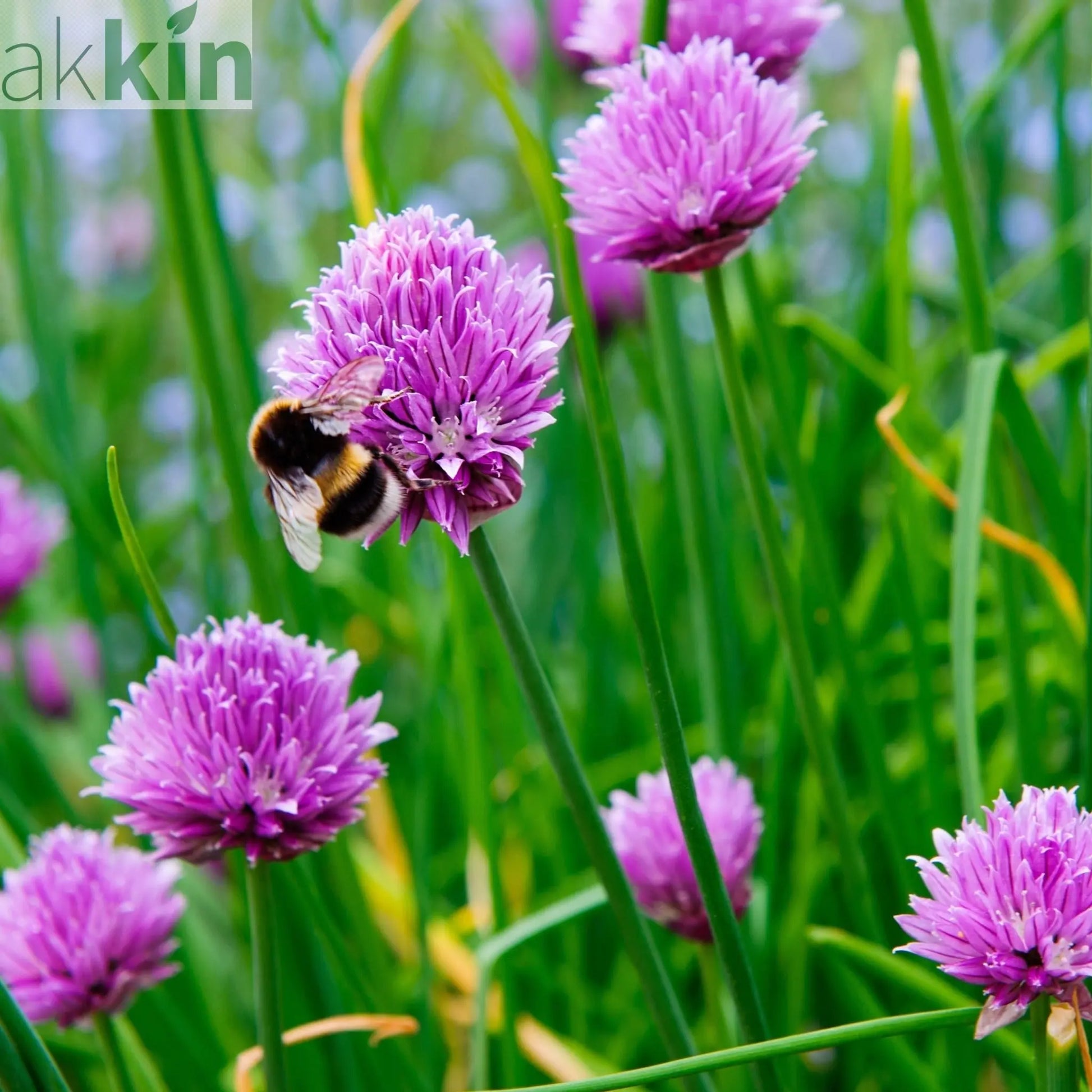 Chives (Herb) 1.5L One Click Plants