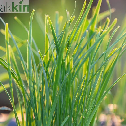 Chives Garlic (Herb) 9cm One Click Plants