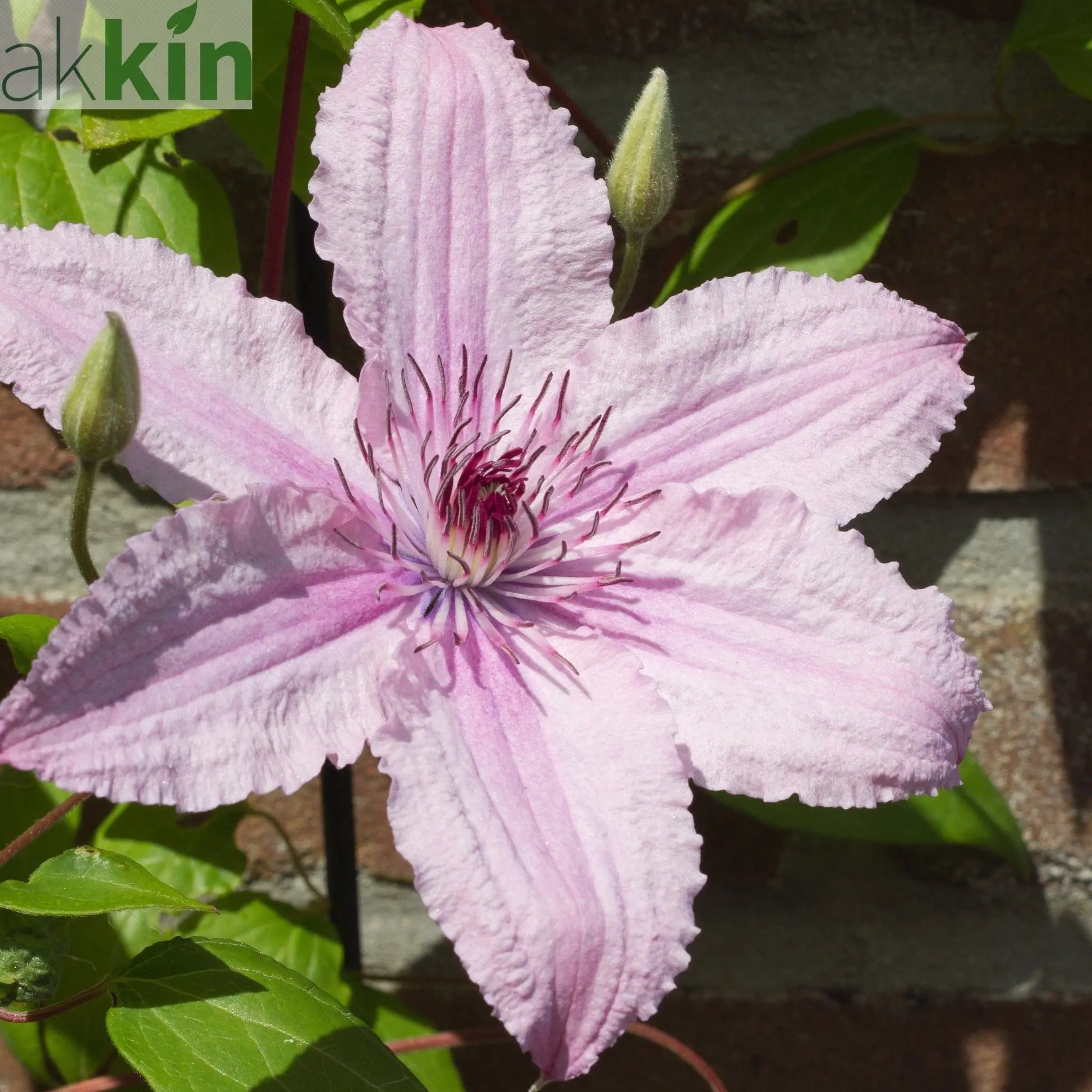 Clematis 'Hagley Hybrid' 50cm One Click Plants
