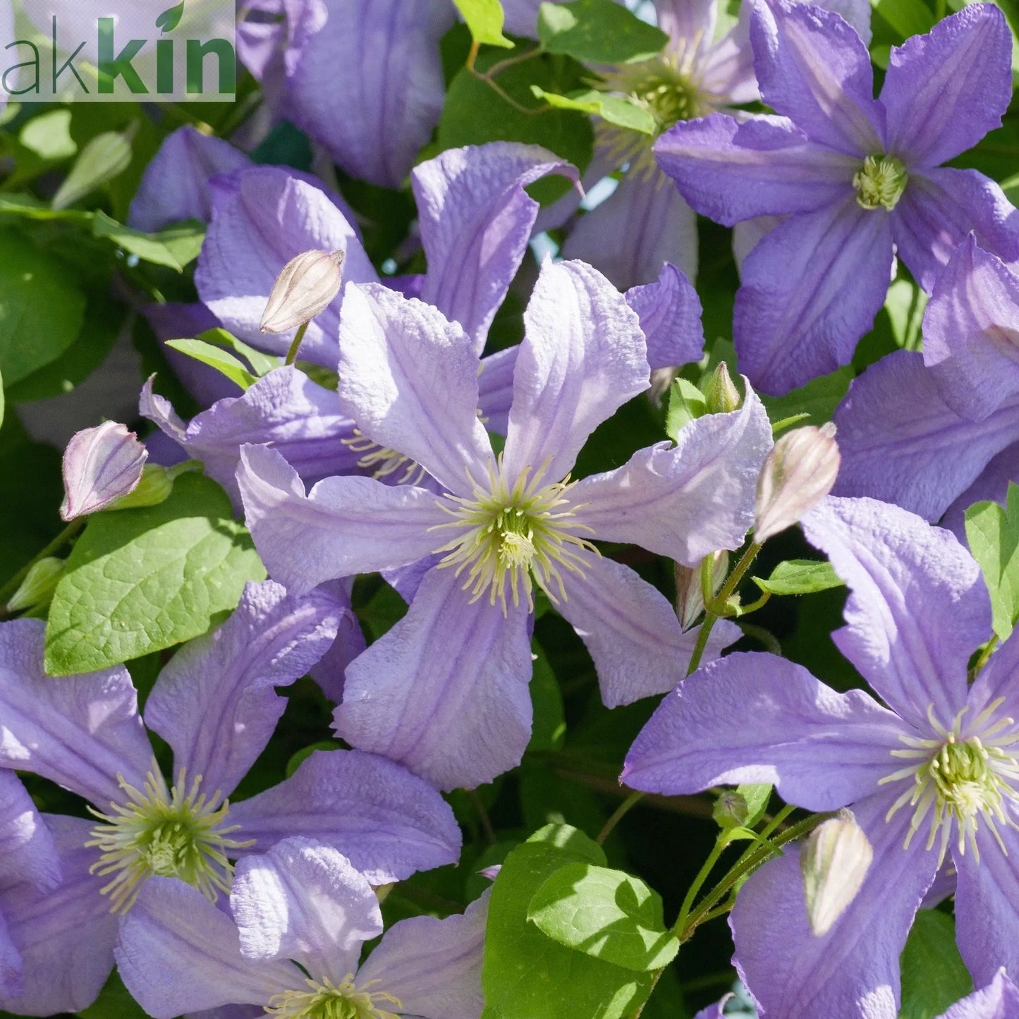 Clematis 'Prince Charles' 75cm One Click Plants