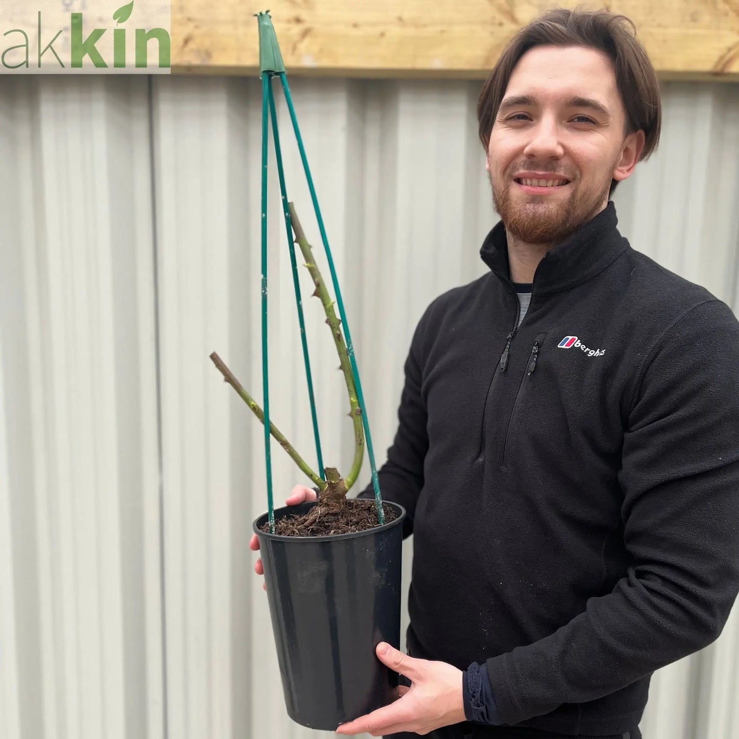 Rose Iceberg | Climbing Rose | 4L Potted Rose (PRE ORDER DECEMBER '25) One Click Plants