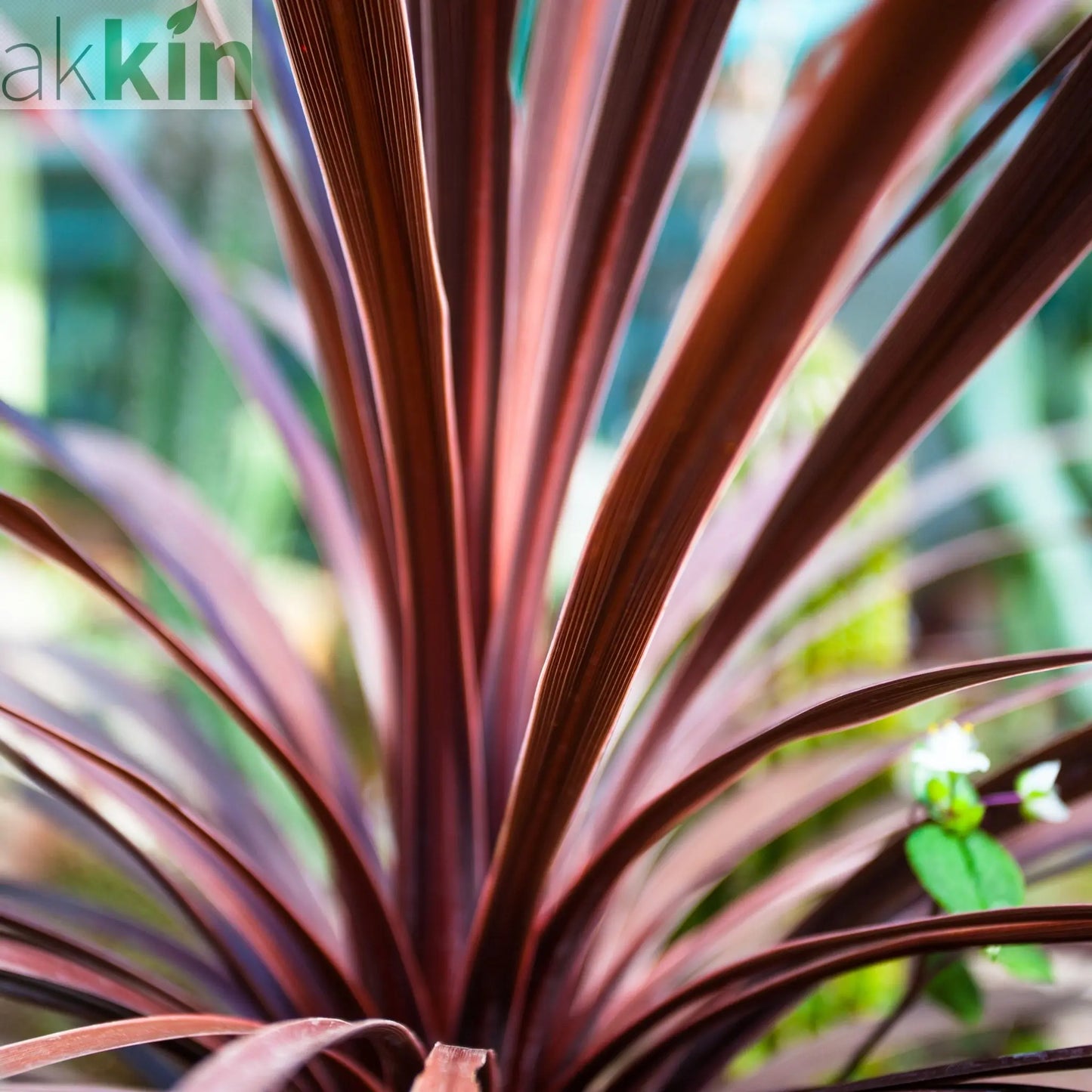 Cordyline australis 'Red Star' (3 sizes available) One Click Plants