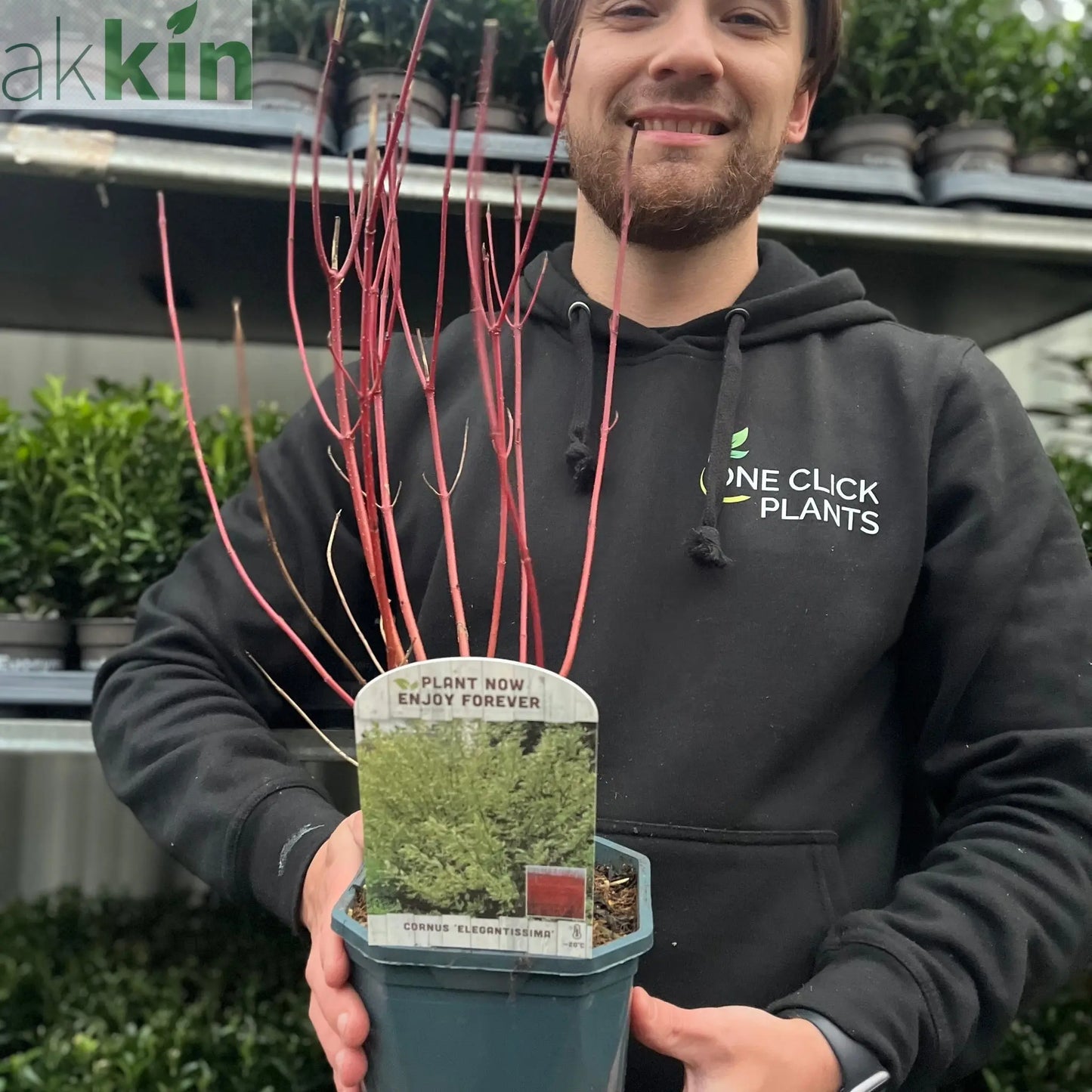 Cornus alba Elegantissima 1L / 2L One Click Plants