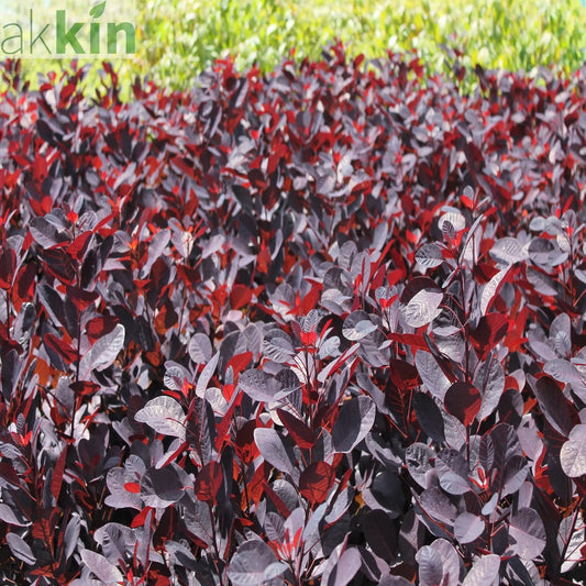 Cotinus cog. 'Royal Purple' 9cm/2L One Click Plants