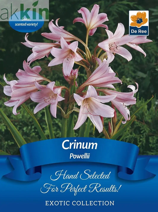 Crinum 'Powellii' | Exotic Collection | 1 Bulb One Click Plants