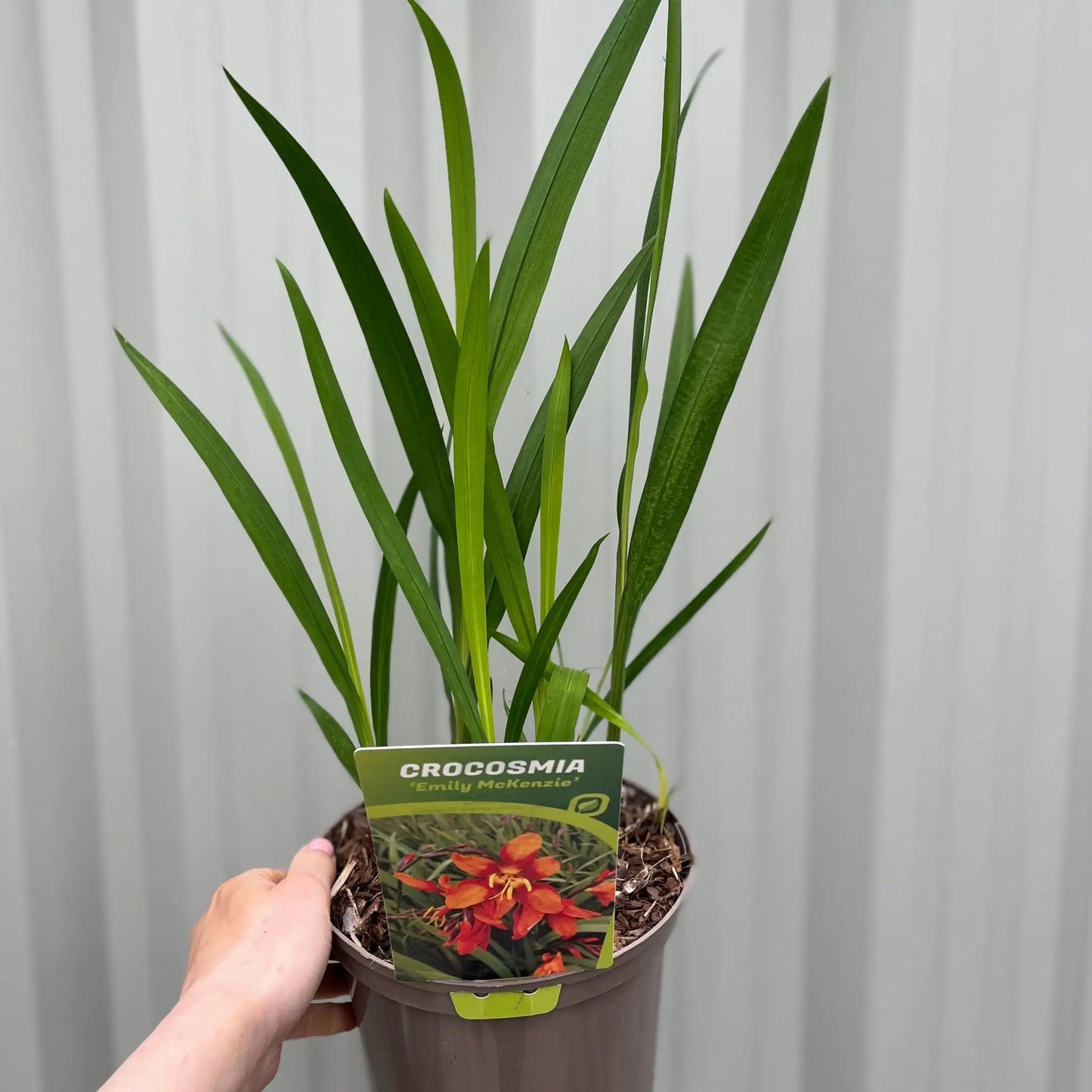 Crocosmia x crocosmiiflora 'Emily Mckenzie' 9cm/2L One Click Plants