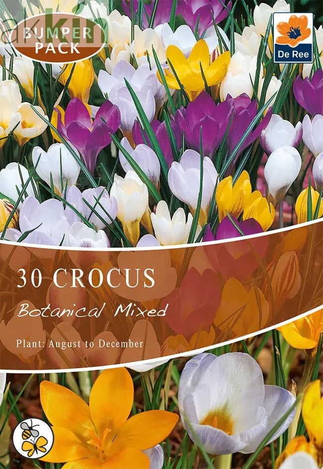 Crocus Botanical Mixed Bulbs (15/30  Bulbs) One Click Plants
