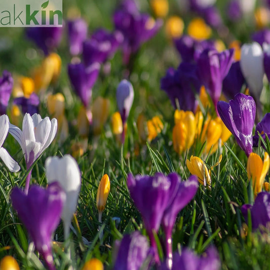 Crocus Botanical Mixed Bulbs (15/30  Bulbs) One Click Plants