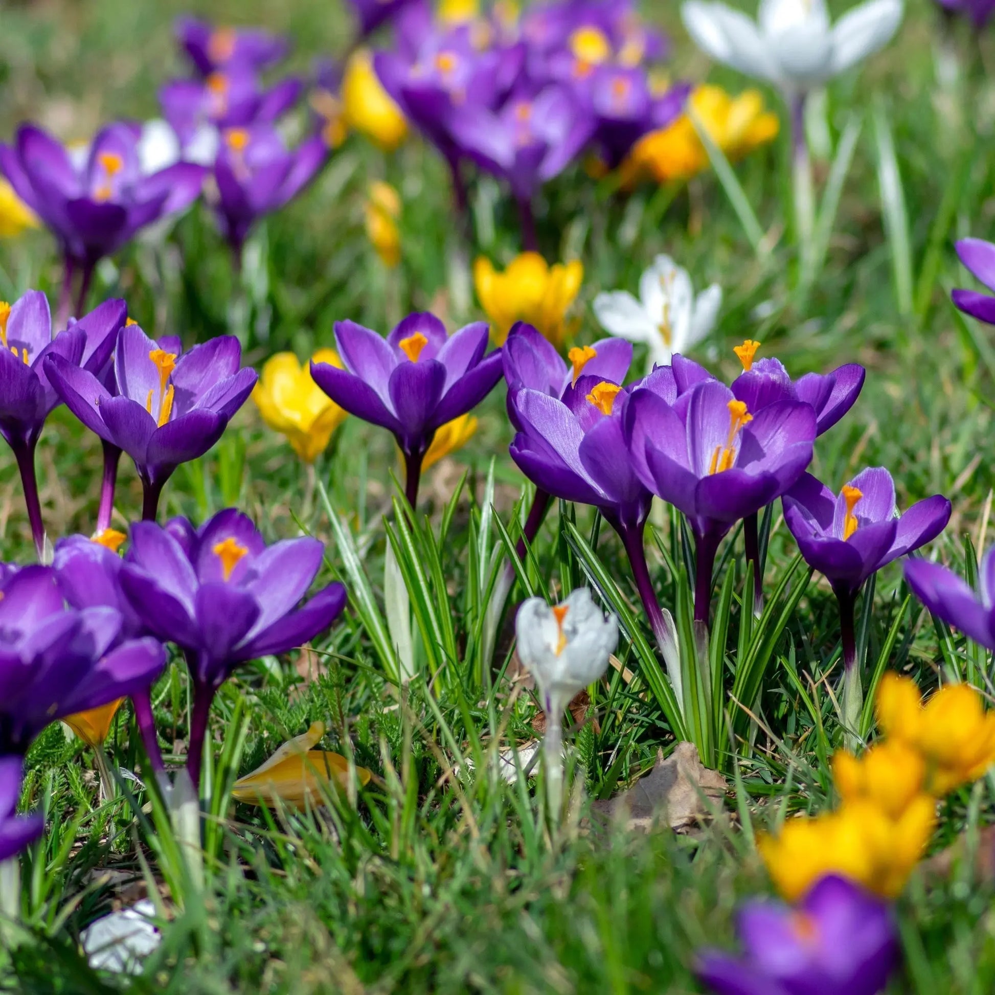 Crocus Large Flowering Mixed (7 Bulbs) One Click Plants