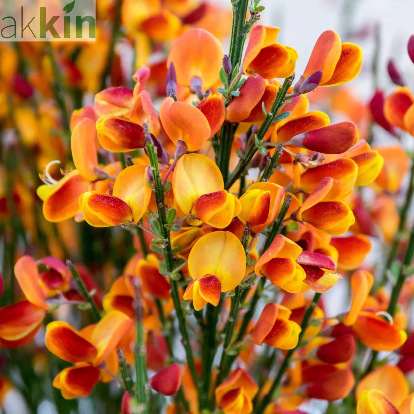 Cytisus (Broom) - 'Lena' Orange 1/2L One Click Plants