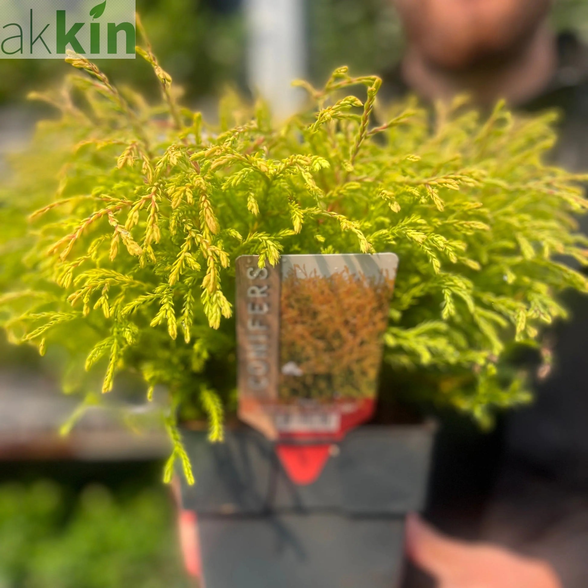 Thuja occidentalis 'Golden Tuffet' 2L One Click Plants