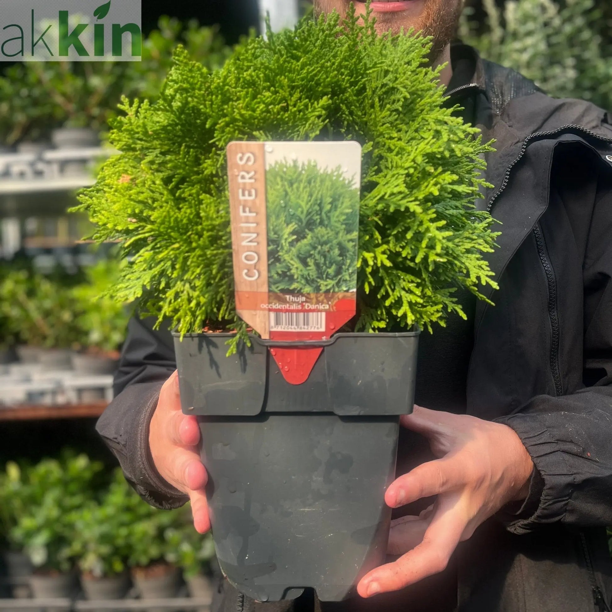 Thuja occidentalis 'Danica' 2L / 3L / 10L One Click Plants