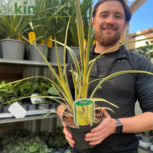 Phormium 'Duet' 2L (40-50cm inc. pot) One Click Plants