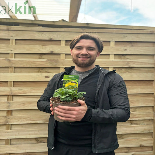 Geum 'Banana Daiquiri' 9cm/2L One Click Plants