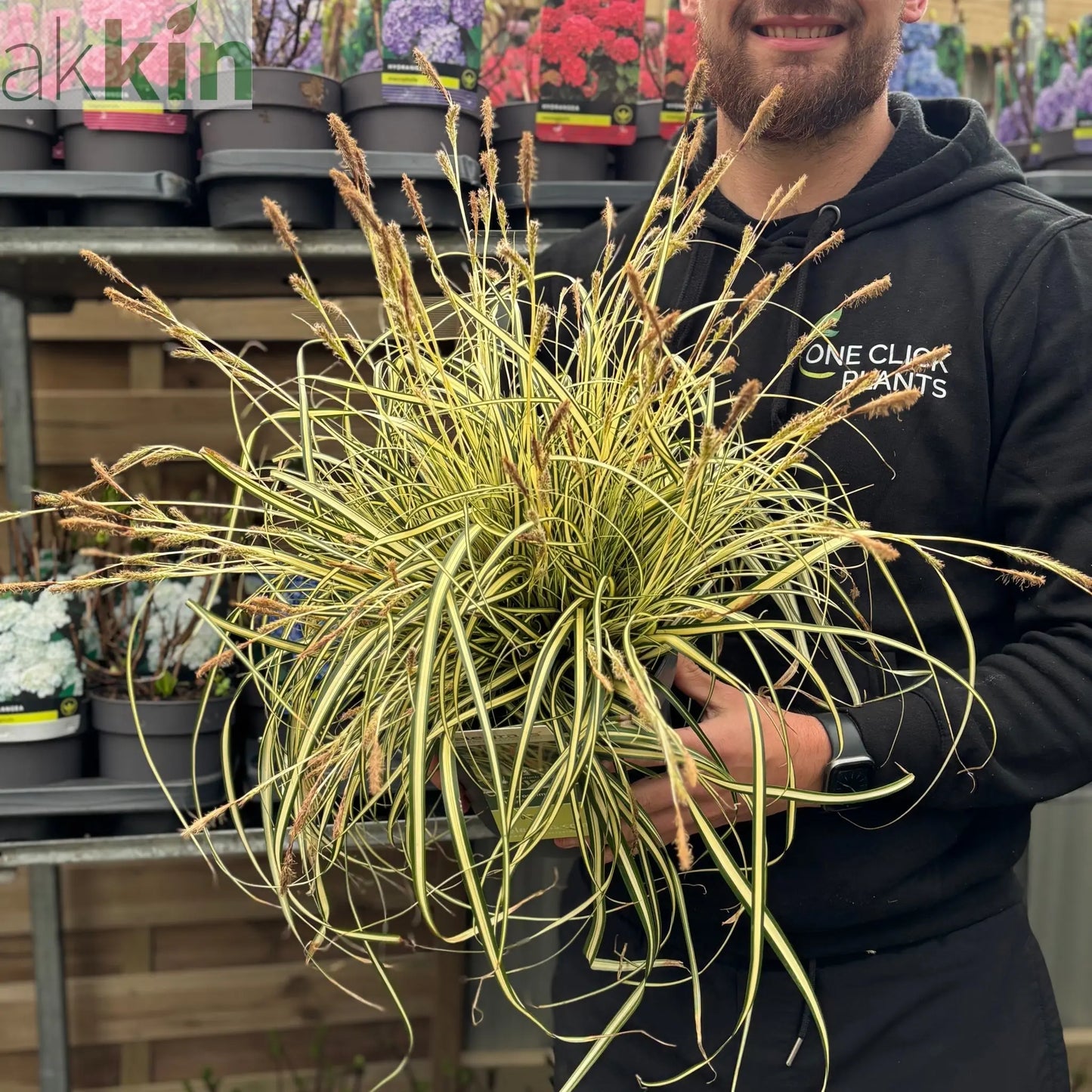Carex oshimensis 'Evergold' Grass 8cm / 1L / 2L / 3L One Click Plants