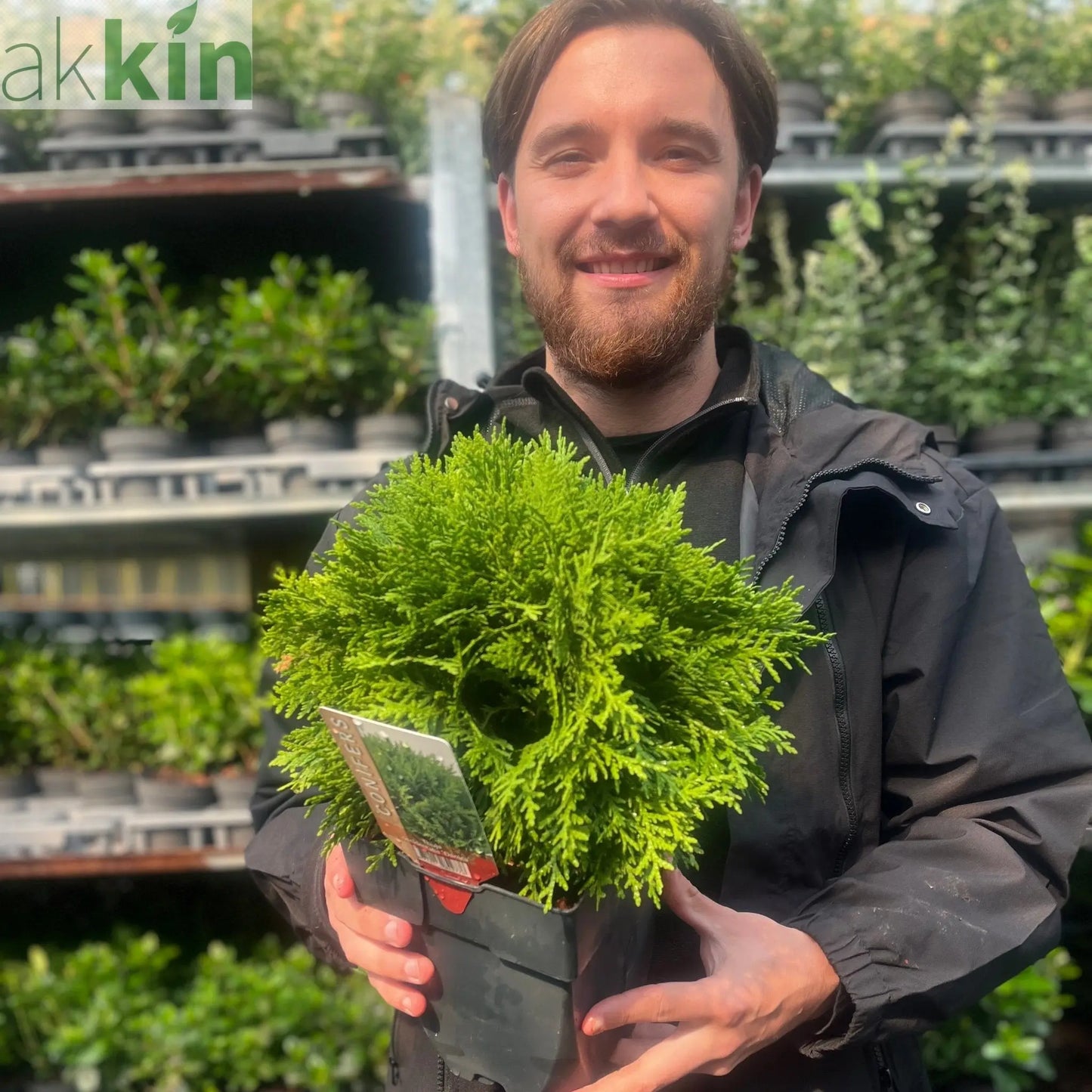 Thuja occidentalis 'Danica' 2L / 3L / 10L One Click Plants