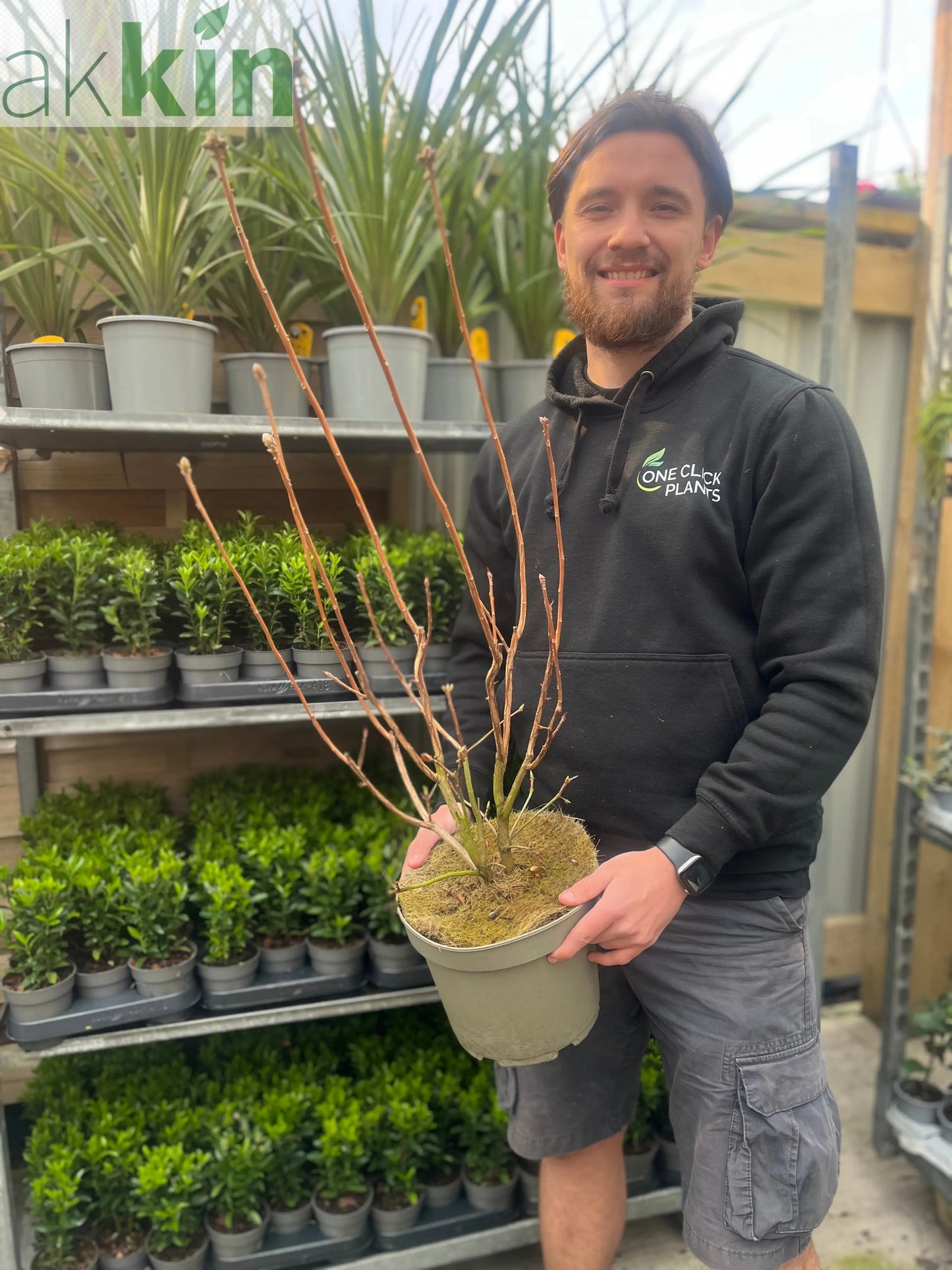 Azalea knaphill 'Hotspur Red' 2L / 5L One Click Plants