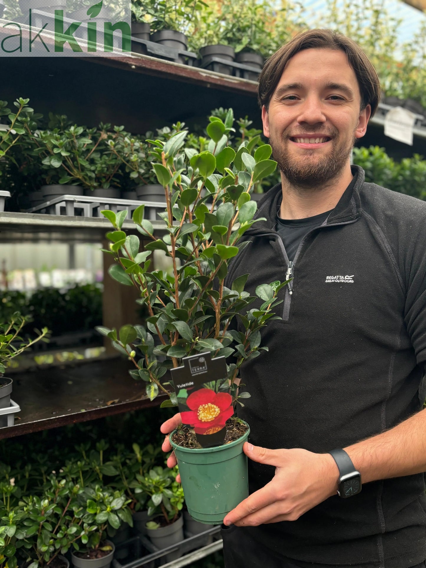 Camellia japonica 'Yuletide' 50-60cm One Click Plants