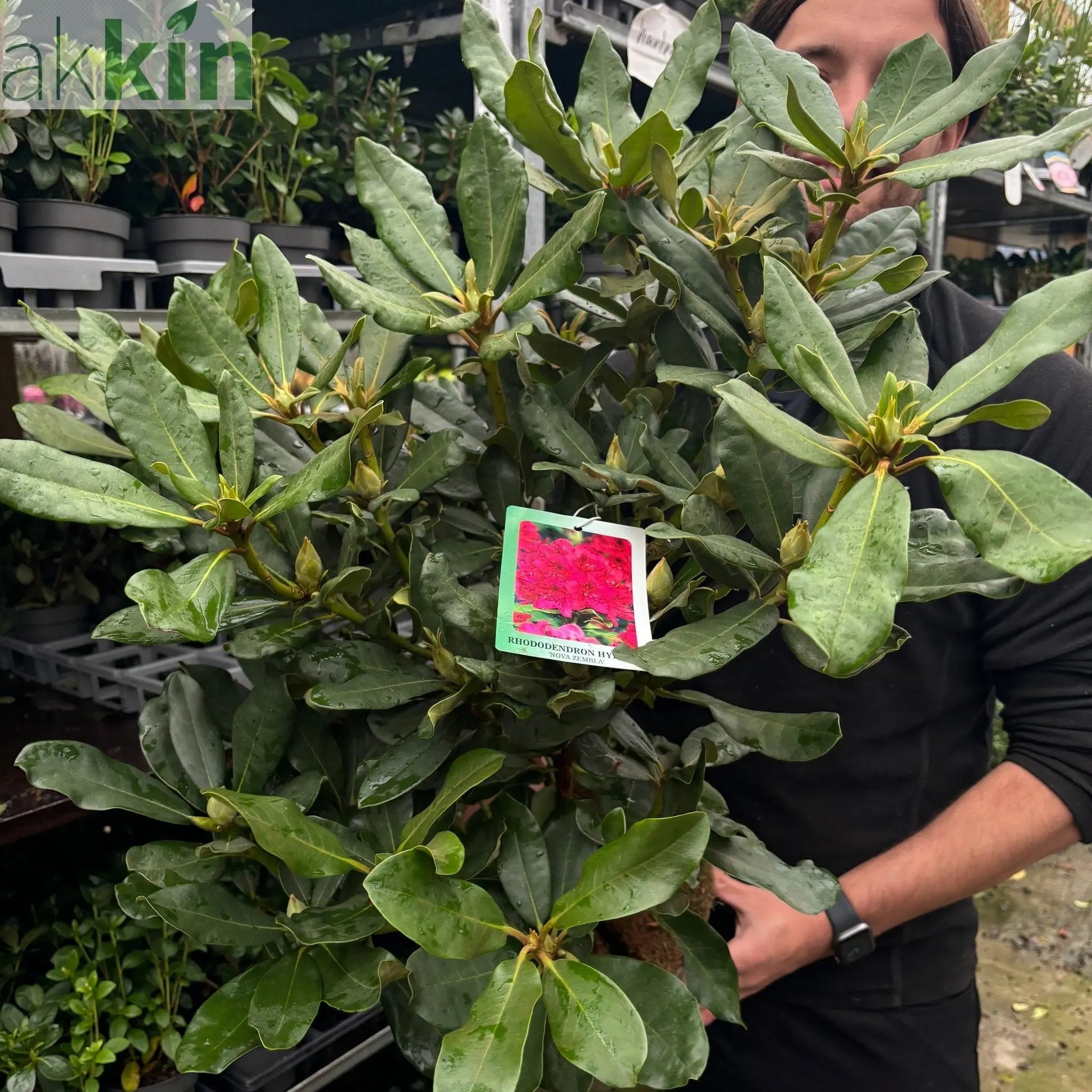 Rhododendron 'Nova Zembla' 2L / 5L One Click Plants
