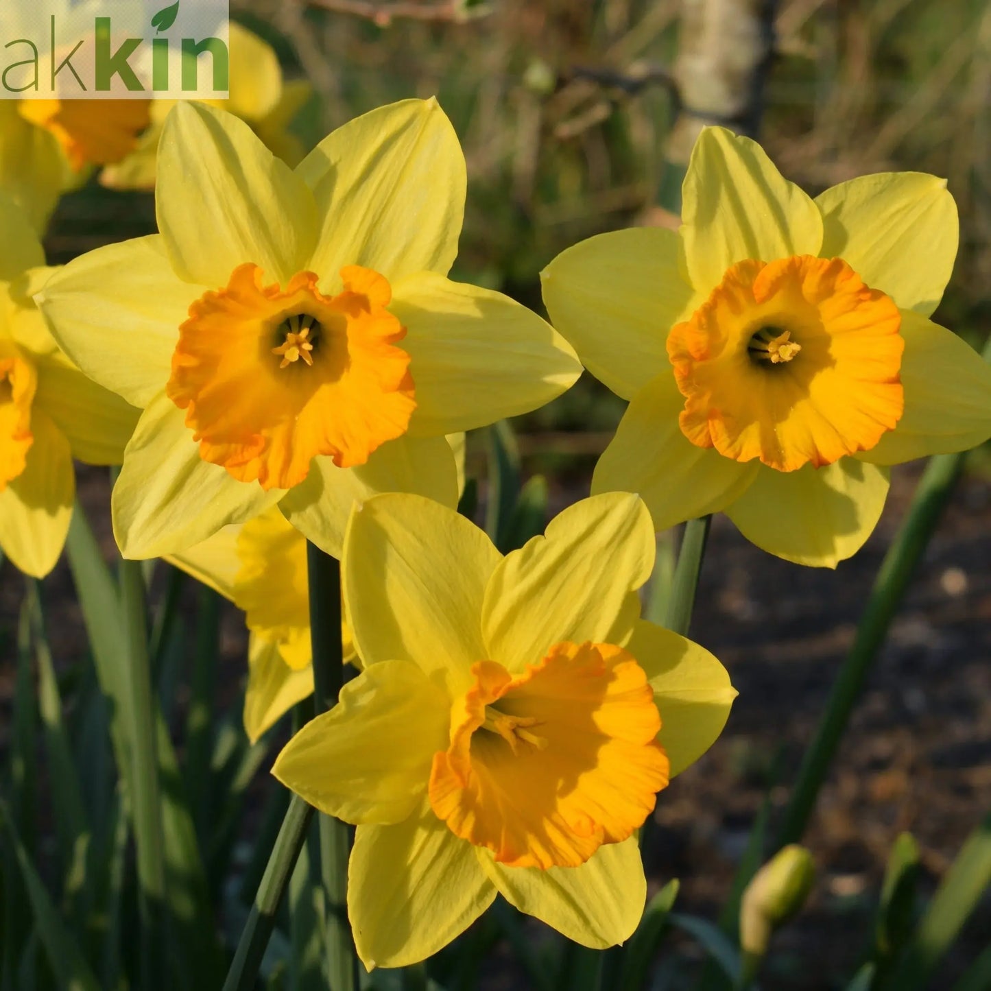 Daffodil 'Fortune' (6 Bulbs) One Click Plants
