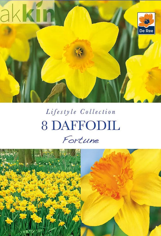 Daffodil 'Fortune' (6 Bulbs) One Click Plants