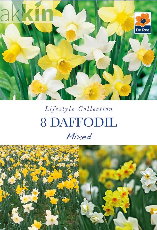 Daffodil Mixed (7 Bulbs) One Click Plants