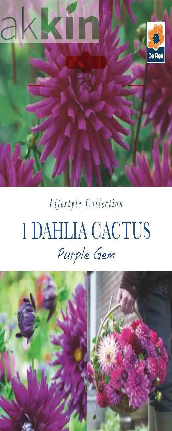 Dahlia Cactus Purple Gem (1 Tuber) One Click Plants