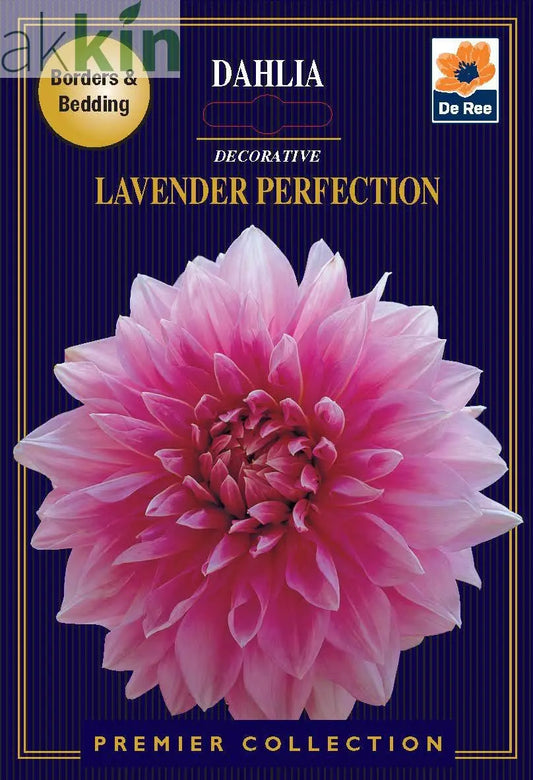 Dahlia Decorative | Lavender Perfection | 1 Tuber One Click Plants