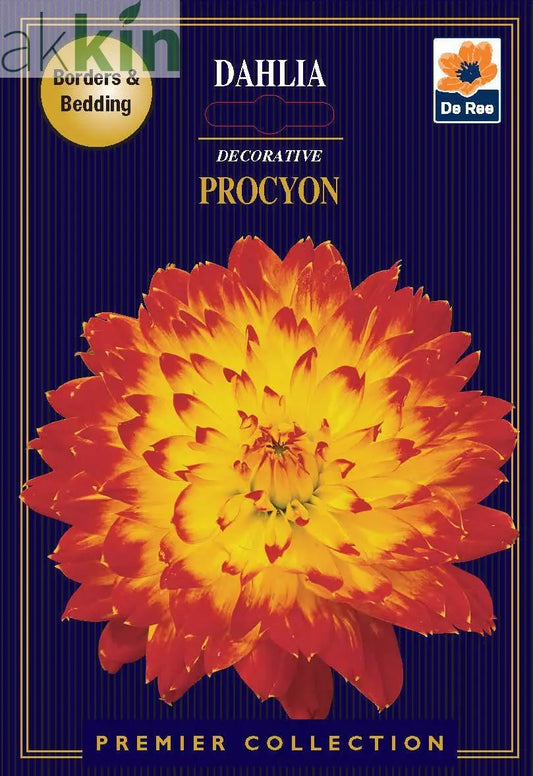 Dahlia Decorative | Procyon | 1 Tubers One Click Plants
