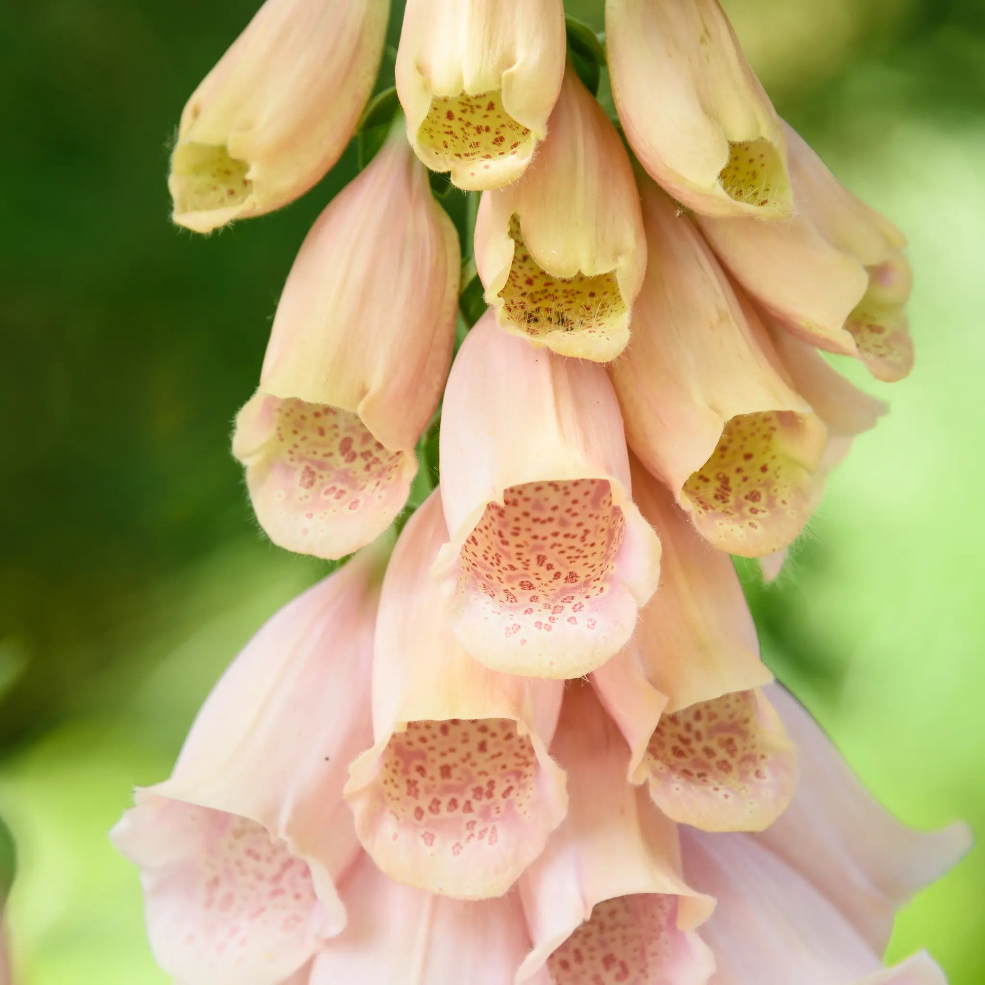 Digitalis purpurea 'Dalmatian Peach' (Foxglove) 9cm/3L One Click Plants