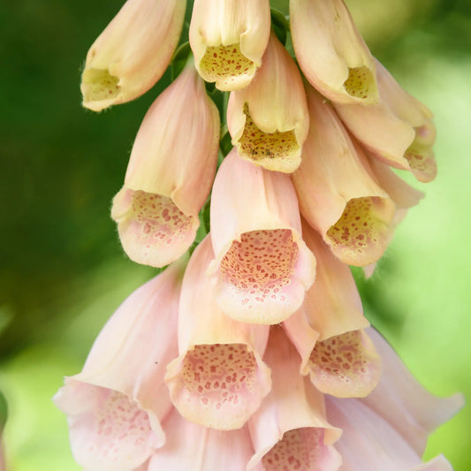 Digitalis purpurea 'Dalmatian Peach' (Foxglove) 9cm/3L One Click Plants
